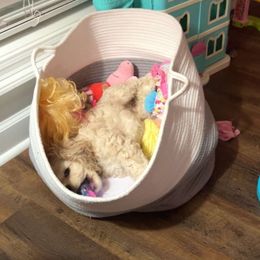 Cocker Spaniel Puppies from Gates Cocker Spaniels