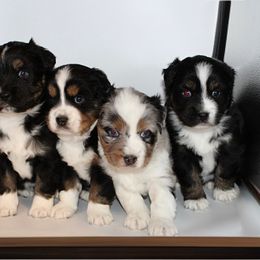 Miniature Australian Shepherd Puppies from Triple Branch Aussies