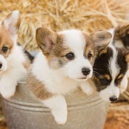 Pembroke Welsh Corgis from Farmhouse Corgis