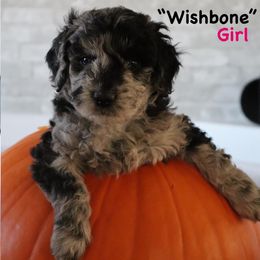 Wishbone - Merle female Goldendoodle puppy in Payson, Utah from Country Sky Doodles