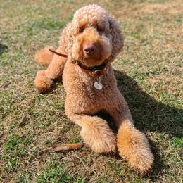 Laila - Red  female Goldendoodle puppy in California City, California from Summer Sun Doodles