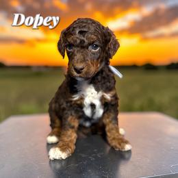 Dopey - Phantom male Poodle puppy in Pink Hill, North Carolina from Boodle's Standard Poodles