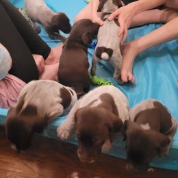 German Shorthaired Pointer Puppies from Stoney Fork German Shorthaired Pointers
