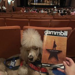 Poodle All Grown Up from Kings Honored Poodles