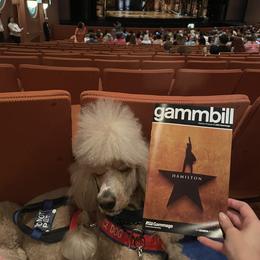 Poodle All Grown Up from Kings Honored Poodles