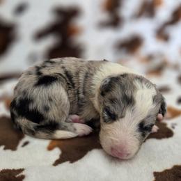 Murphy - Blue merle male Border Collie puppy in Gary, Indiana from Lake Ridge Border Collies