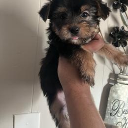 Andy 2000 - Black and tan male Yorkshire Terrier puppy in Gastonia, North Carolina from Precious pups dynasty kennel