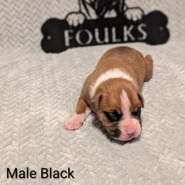 Black Collar - Fawn male Boxer puppy in Mount Zion, Illinois from Foulk's Boxer Puppies
