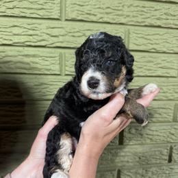 Orange - Tri-color male Bernedoodle puppy in Carmichaels, Pennsylvania from JensenBelle Doodles