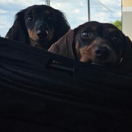 Dachshund All Grown Up from Pampered in Paradise miniature dachshunds
