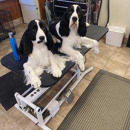 English Springer Spaniel All Grown Up from RuffHouser English Springer Spaniels