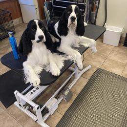 English Springer Spaniel All Grown Up from RuffHouser English Springer Spaniels