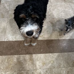 Bernedoodle, Sheepadoodle, and Whoodle Puppies from Wonderland’s Boujie Kennels