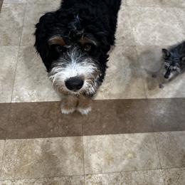 Bernedoodle, Sheepadoodle, and Whoodle Puppies from Wonderland’s Boujie Kennels