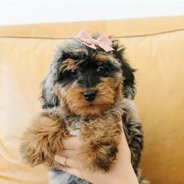 Female Mini Multigenerational Bernedoodle 'Bonnie' No Collar - Merle female Bernedoodle puppy in Kamas, Utah from A + E Farms