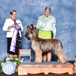 Briard All Grown Up from Davan's