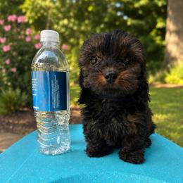 Sprout - Wild boar male Dachshund puppy in London, Kentucky from Kentucky Bluegrass Wirehair Dachshunds