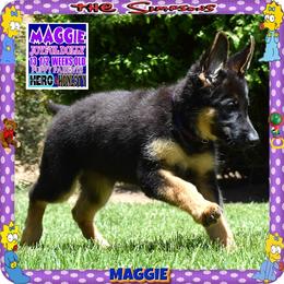 MAGGIE PURE SWEETNESS - Black and red female German Shepherd puppy in Murrieta, California from Diamond Oaks German Shepherds