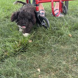 Aussiedoodle, Miniature Australian Shepherd, Poodle, and Toy Australian Shepherd Puppies from Mowry Creek Mini Aussiedoodles and More