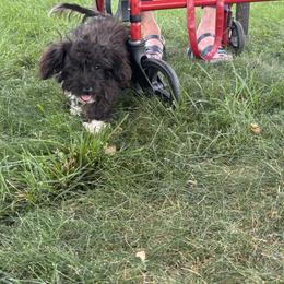 Aussiedoodle, Miniature Australian Shepherd, Poodle, and Toy Australian Shepherd Puppies from Mowry Creek Mini Aussiedoodles and More