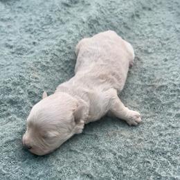 Sandy - Cream female Havapoo puppy in Norwood, Missouri from Neuroth Pup Co.