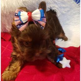 Boy 2 - Chocolate and tan male Yorkshire Terrier puppy in Marion Station, Maryland from Anna's Yorkie Treasures