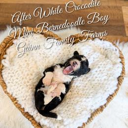 After while crocodile - Tri-color male Bernedoodle puppy in Grove, Oklahoma from Guinn Family Farms