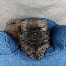 Fawn Boy 1 - Fawn male Pekingese puppy in Batesburg Leesville, South Carolina from My Unique Peke