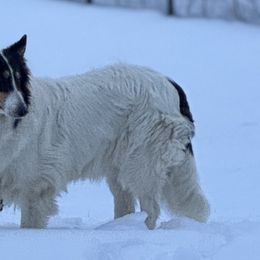Collies and Yorkshire Terriers from Puppy Dog City