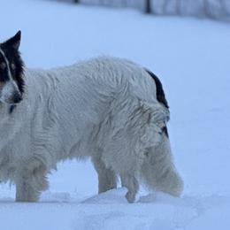 Collies and Yorkshire Terriers from Puppy Dog City