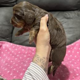 Mocha - Chocolate and tan female Dachshund puppy in Camdenton, Missouri from Camden Line Dachshunds