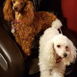 Poodles from Carol's AKC Poodles