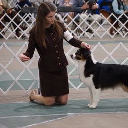 Australian Shepherd All Grown Up from Smokey Row Australian Shepherds