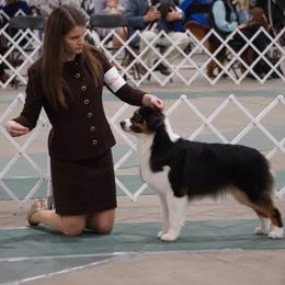 Australian Shepherd All Grown Up from Smokey Row Australian Shepherds
