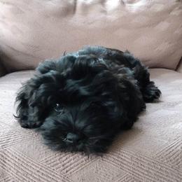 Havanese Puppies from Court Jester Havanese