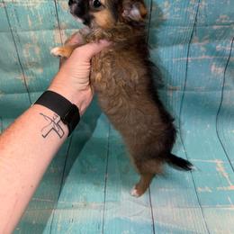 Lola - Black sabled fawn female Chihuahua puppy in Palmyra, Indiana from Country Star Chihuahuas