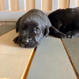 Peep - Black male Labrador Retriever puppy in Richfield, Utah from Stormy River Retrievers