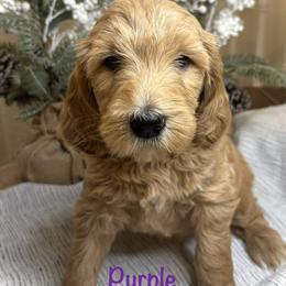 Purple - Red  female Goldendoodle puppy in Newnan, Georgia from Old Line Doodles