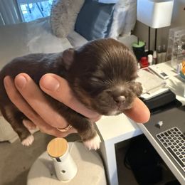Leam - Chocolate and white male Chihuahua puppy in Red Bluff, California from Aye Chihuahua
