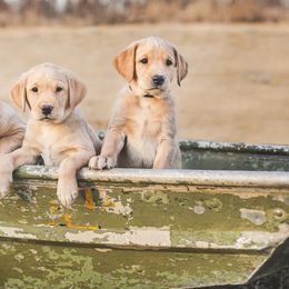 Labrador Retrievers from Surefire Gun Dogs