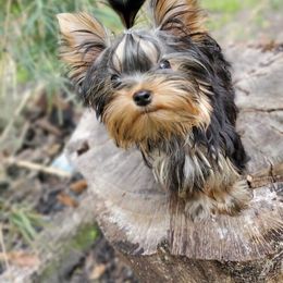 Yorkshire Terrier Puppies from Liz’s Yorkshire Terriers