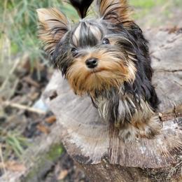 Yorkshire Terrier Puppies from Liz’s Yorkshire Terriers