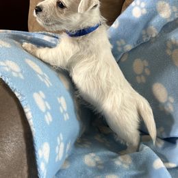 West Highland White Terrier Puppies from Whitehouse Westies