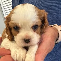 Landry - Blenheim male Cavalier King Charles Spaniel puppy in Paulden, Arizona from Nine Mile Cavaliers