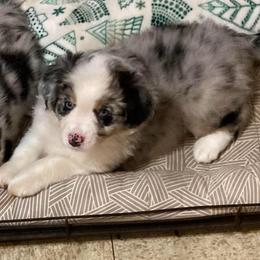 Zeus - Blue merle male Miniature Australian Shepherd puppy in Westwego, Louisiana from Connie's American Eskimo Dogs and Mini Australian Shepherd Dogs