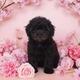 Luna - Merle female Cavapoo puppy in Salisbury, North Carolina from Carolina Canines