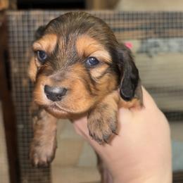 Alena - Red female Dachshund puppy in Goldthwaite, Texas from Mini Mama Dachshunds