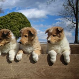 Collie Puppies from Circle H Farm