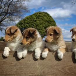 Collie Puppies from Circle H Farm