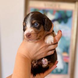 ATLAS - Dapple male Dachshund puppy in Calexico, California from The house of Dachshund